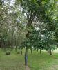 Some of the oak trees in the Wood