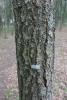 Identity tag on one of the trees