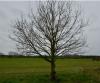 Memorial tree