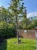Tayside Police tree (planted outside their then HQ in 2013) and associated plaque, commemorating its officers/staff who died between 16/5/1975 and 31/3/2013. 