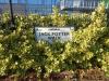 Jack Potter Walk Street Sign (SE end of Promenade)
