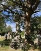 Cemetery setting