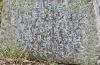 Memorial image thumbnail