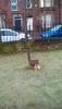 Tree in the church grounds in memory of Paul McGough-with a poppy cross- there is no evidence on the UK Roll of Honour that he died on service