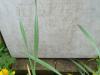 Micklefield WW1 names(3)