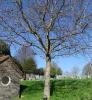 H Brailsford tree Bridport Town cemetery