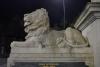 Lion 1