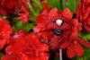 Knitted poppy example 2