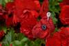 Knitted poppy example 1