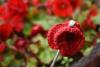 Knitted poppy example 4