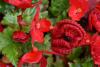 Knitted poppy example 5