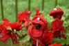 Knitted poppy example 7