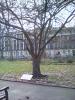 The Tree