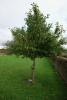 The crab apple tree