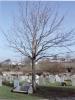 Memorial Tree