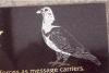 Close up of pigeon etching
